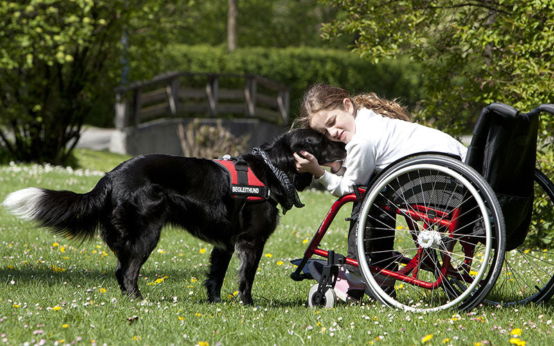 Assistance Animals on NDIS