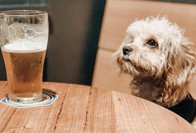 Dog with beer at dog friendly pub in Sydney - Surry Hills