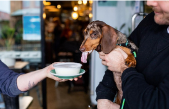 Dog enjoying puppachino at dog friendly cafe