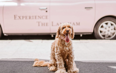 Dog sitting in front of dog sitting car - Dog friendly hotel