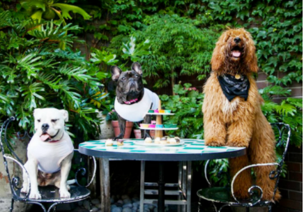 Dogs having lunch at dog friendly pub