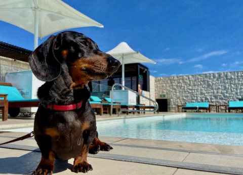 Intercontinental Double Bay - Dog Friendly, Pet friendly hotel