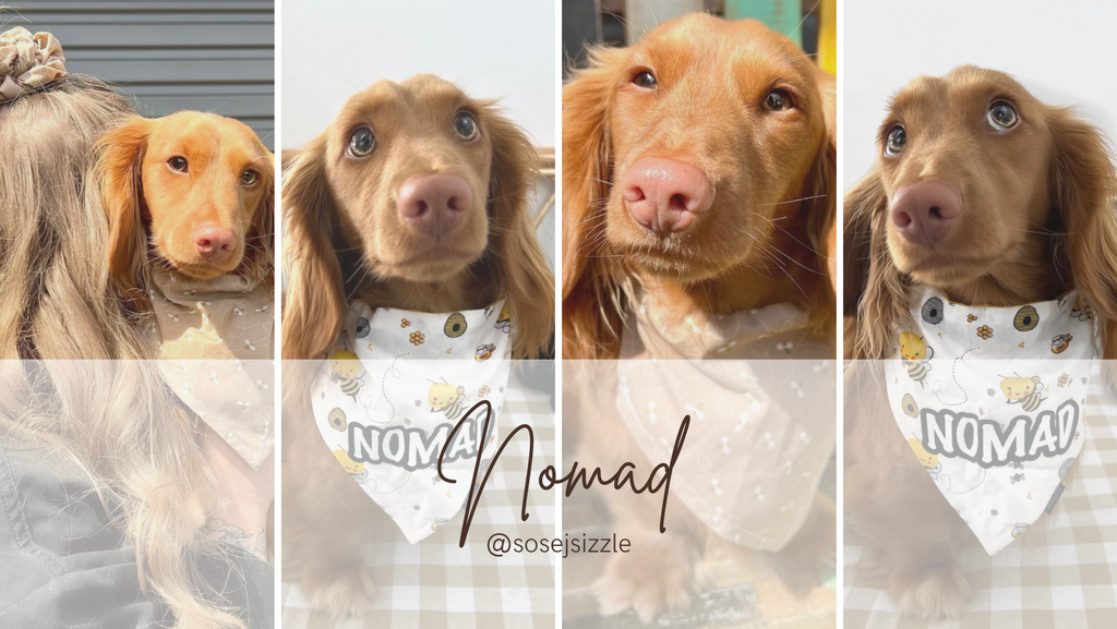 Nomad dachshund - dog bandana, dog harness, dog collar, dog leash