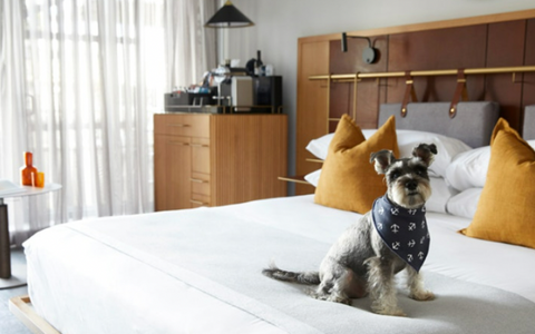 dog friendly pior one hotel