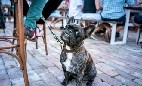 Frenchie at a dog friendly pub - The Henson