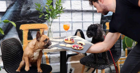 2 dogs enjoying their food at a dog friendly restaurant