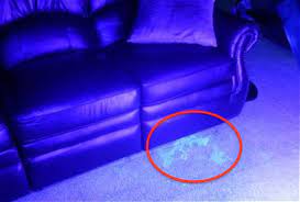 Cat Pee Glowing Under UV Light