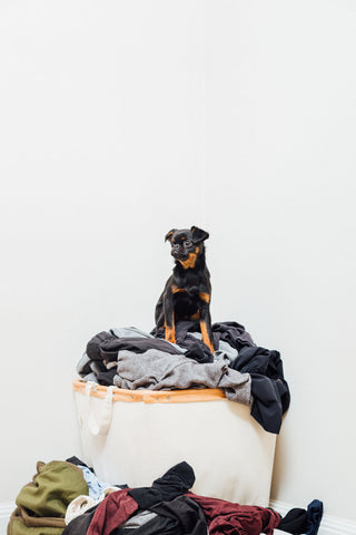 A brussels griffon protects laundry. Photo by Matthew Henry