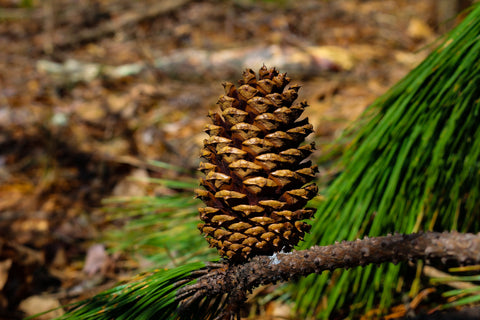 large pine cone in a pine tree