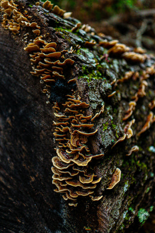 fungi on a tree trunk