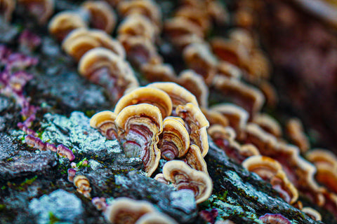 fungi on a tree