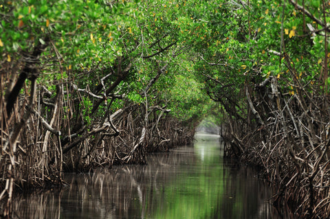 Florida Mangroves