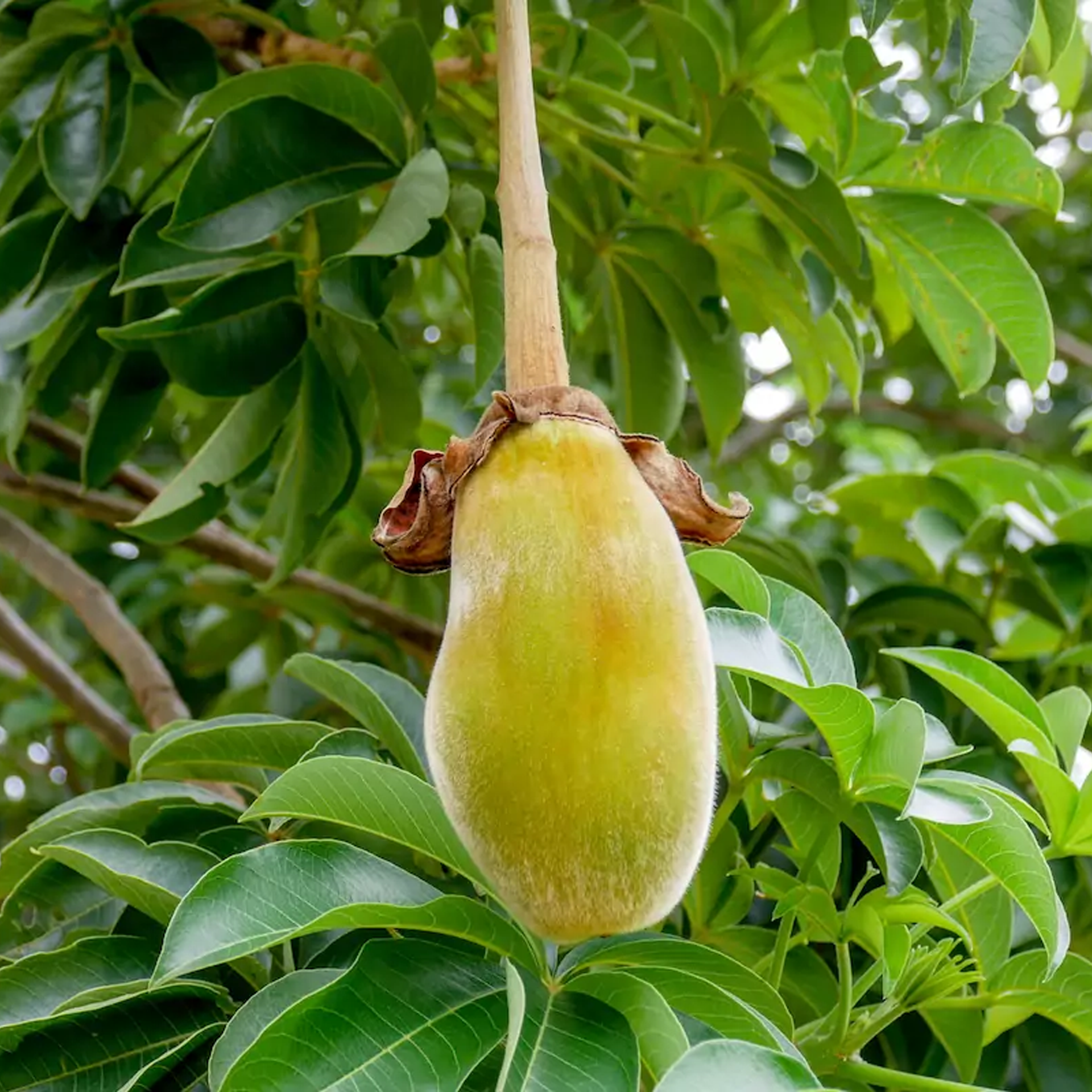 rizo radiance baobab fruit super