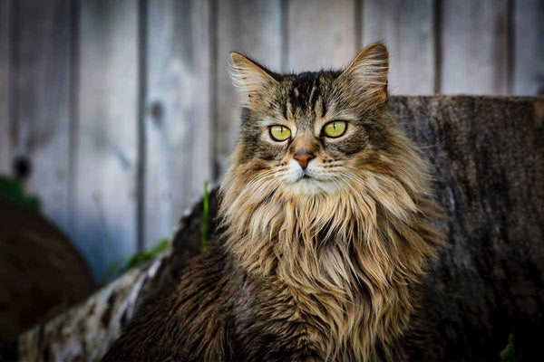 chat de race maine coon