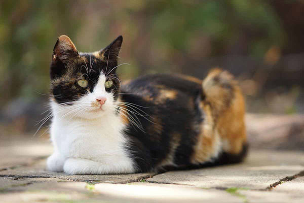 Le Top 10 des chats les plus beaux du monde