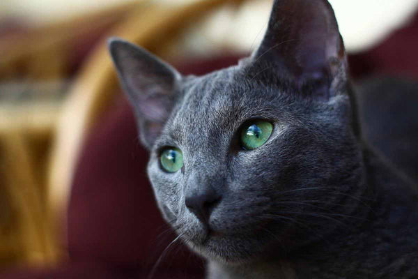 Le Top 10 des chats les plus beaux du monde