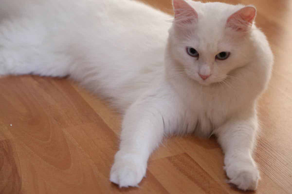 chat de race l'angora turc