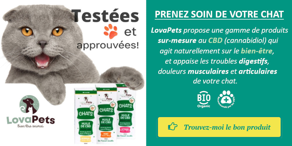 Bien Etre Animal Agressivite Syndrome Du Tigre Stress Du Chat Lovapets