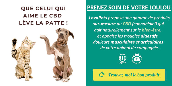 LES BIENFAITS DE L'HUILE DE CBD POUR CHIENS ET CHATS - Top Animal Manosque