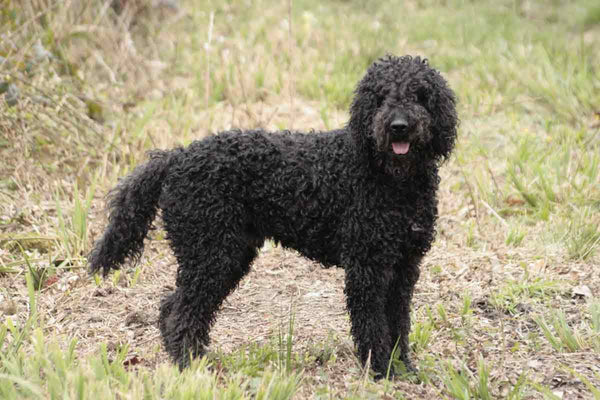 Race de chien: Le Barbet