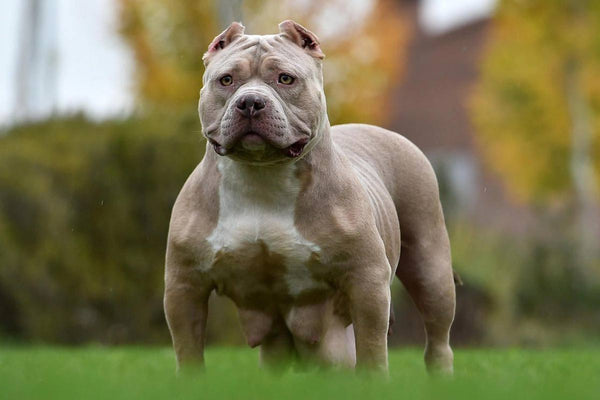 L'American Bully est dans le top 10 des meilleurs chiens de garde