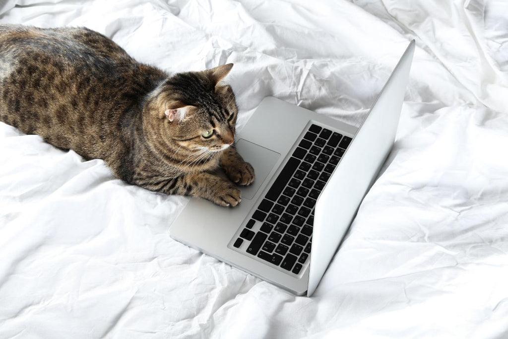 Les avis sur le CBD pour chat qui comptent