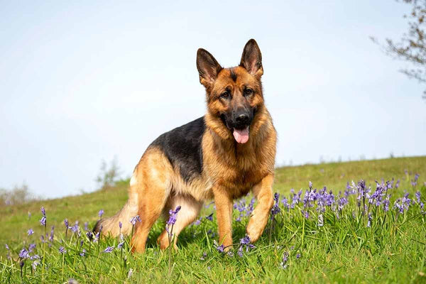 Le Berger Allemant est dans le top 10 des meilleurs chiens de garde