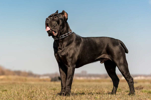 Le Cane Corso est dans le top 10 des meilleurs chiens de garde