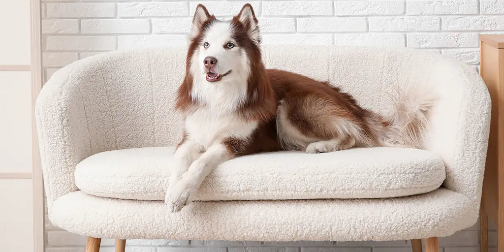 Chien assis sur un canapé blanc
