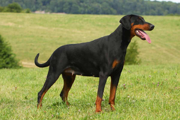 Le Dobermann est dans le top 10 des meilleurs chiens de garde