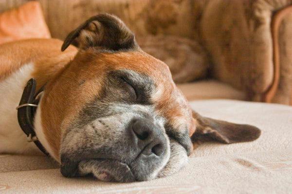 Le CBD pour chien pour améliorer la qualité du sommeil