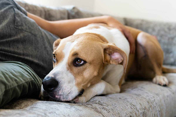 Le CBD pour chien pour réduire le stress et l’anxiété