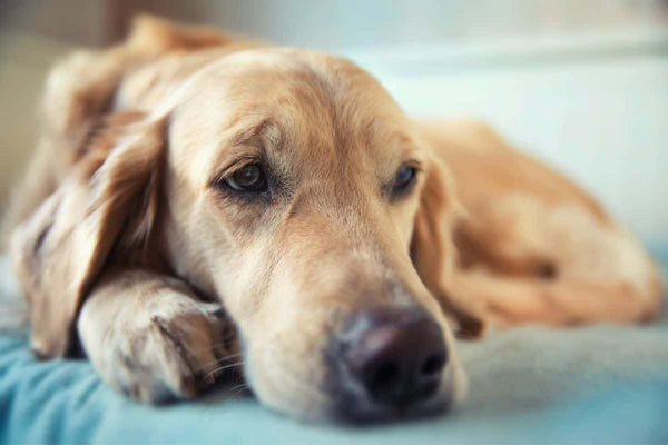 Le CBD pour réduire les troubles du comportement chez le chien