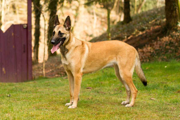 Le Malinois est dans le top 10 des meilleurs chiens de garde