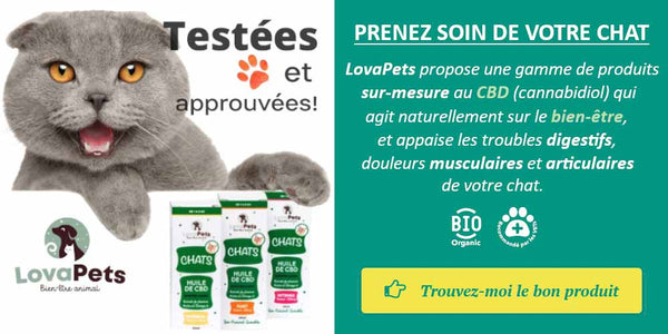 Trouver le bon produit cbd pour chat