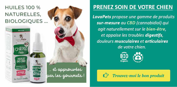 CBD pour chien