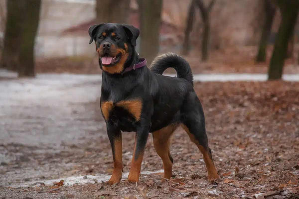 Le Rottweiler est dans le top 10 des meilleurs chiens de garde