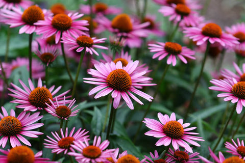 Numerous Echinacea flowers