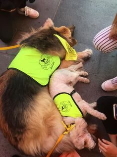 Therapy Dogs Nationwide charity