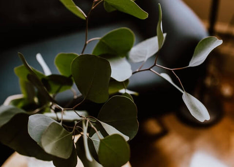 Eucalyptus leaves and branches