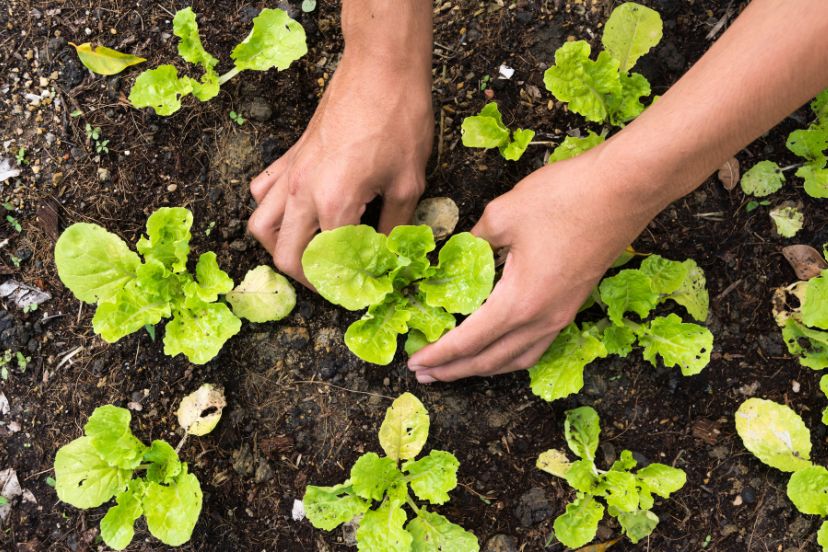 gardening in August