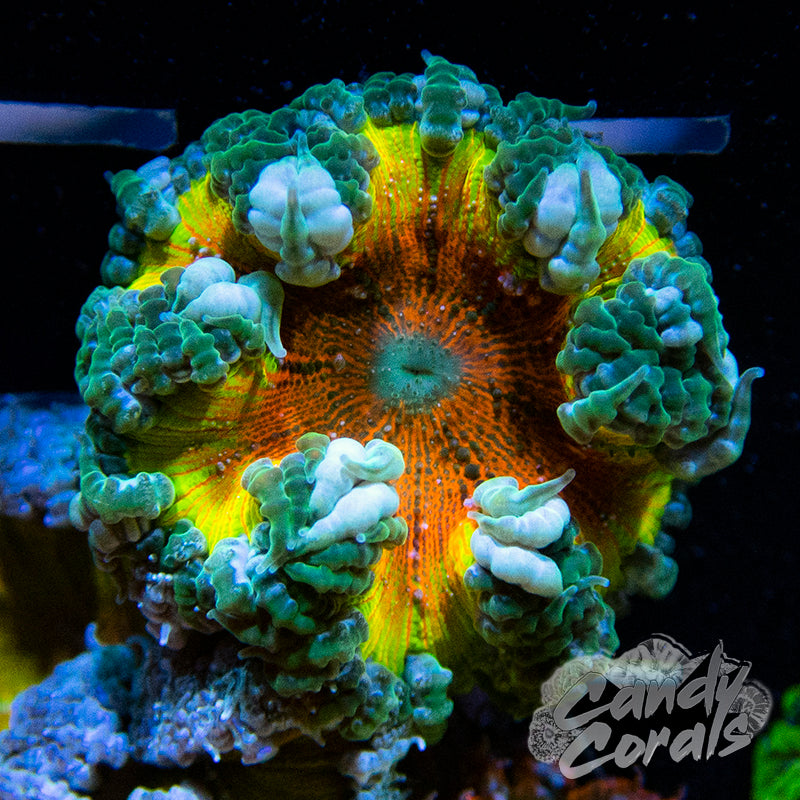Real Reef Rock-Plate Coral per Piece – Lifestyle Aquarium