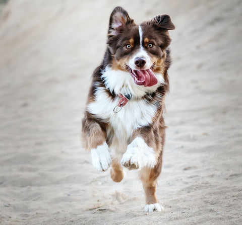 dog-running-with-healthy-joints