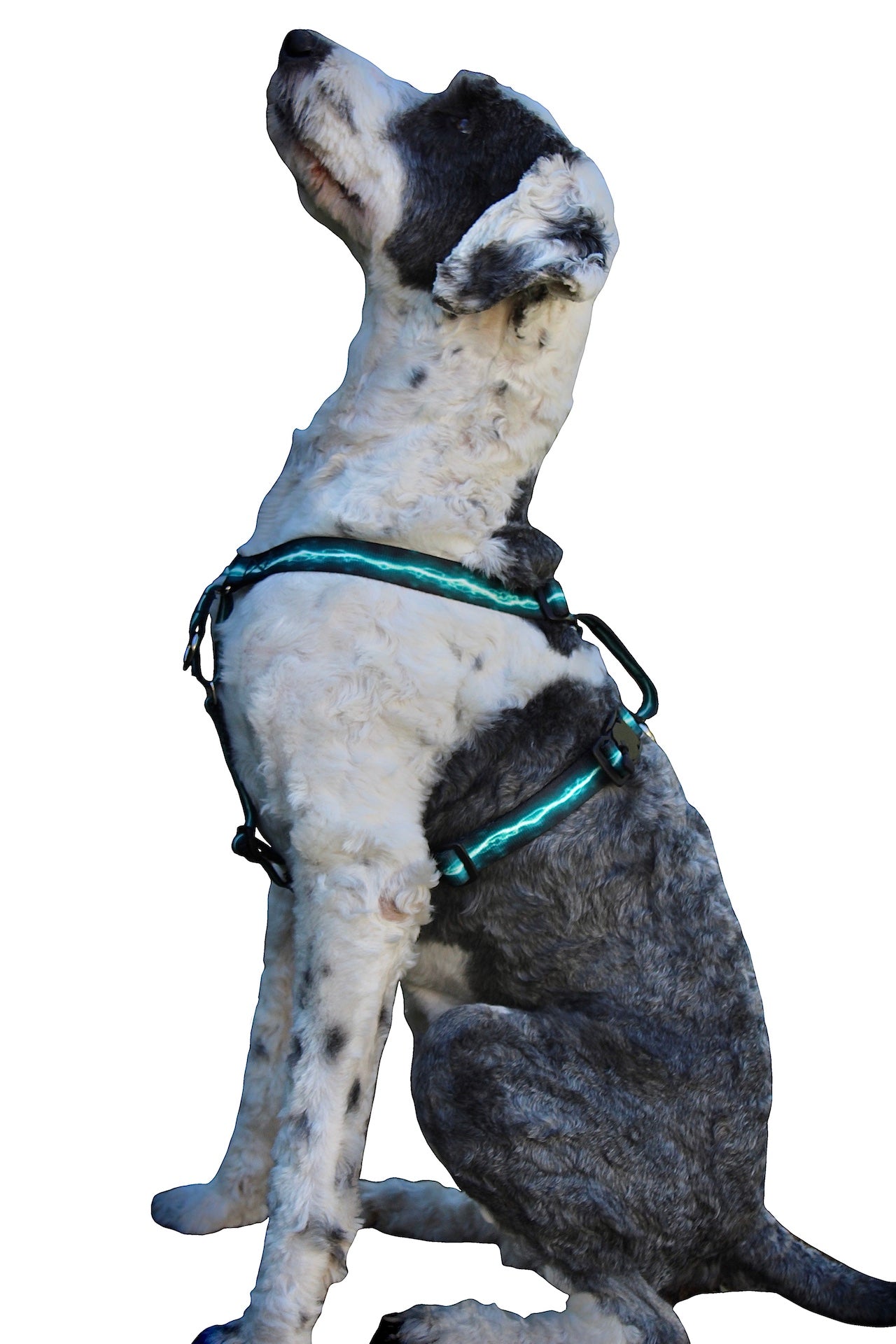 3 in 1 NO-Pull Magnetic buckle Harness – Huggin Pawz