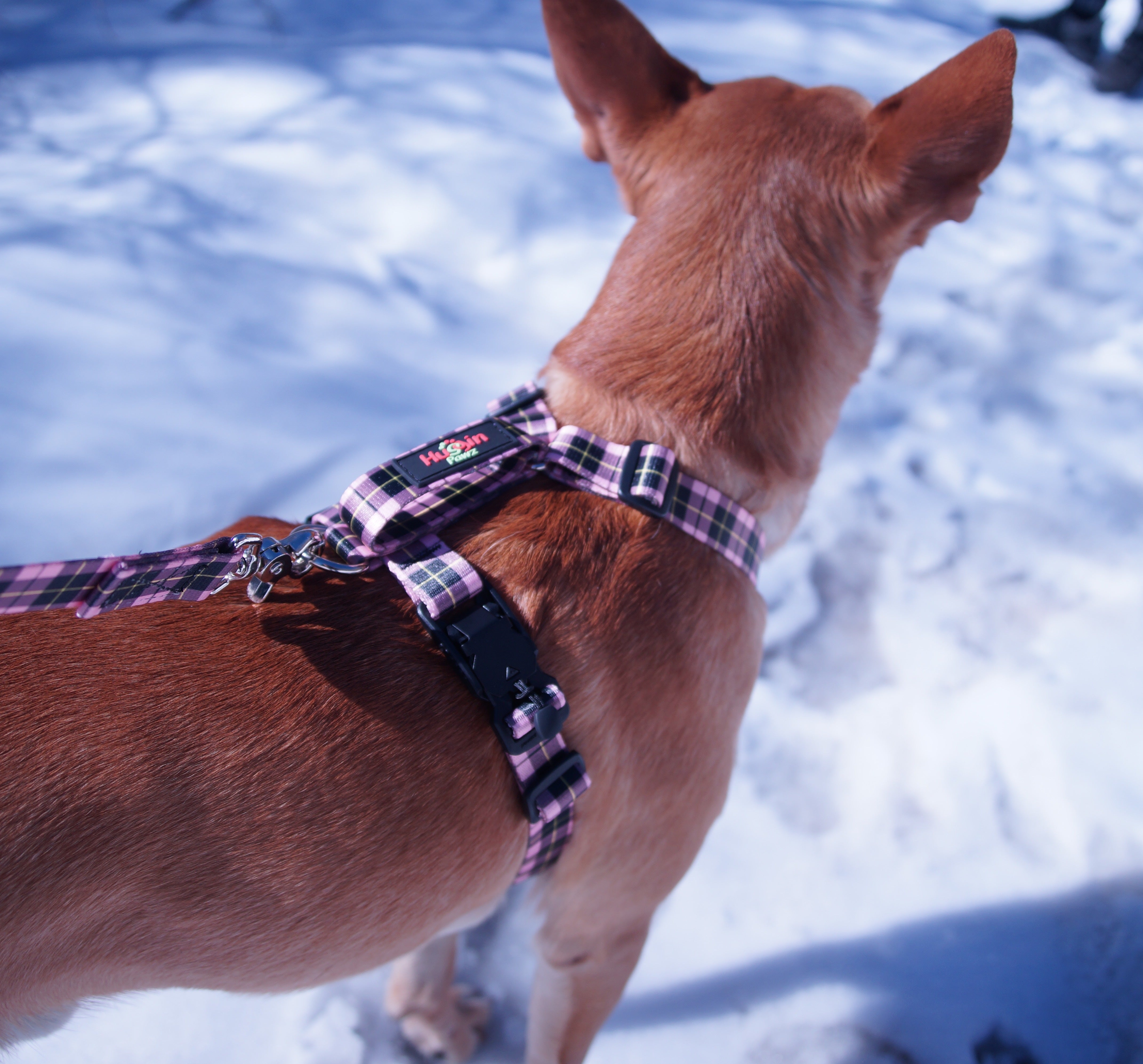 No pull, 3 in 1 Harnesses- Magnetic one handed buckle