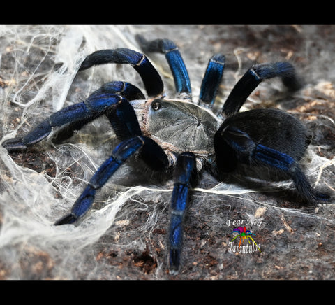 cyriopagopus lividus cobalt blue tarantula