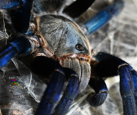 Cyriopagopus lividus (Cobalt Blue Tarantula) Information + Caresheet – Fear  Not Tarantulas, Inc.