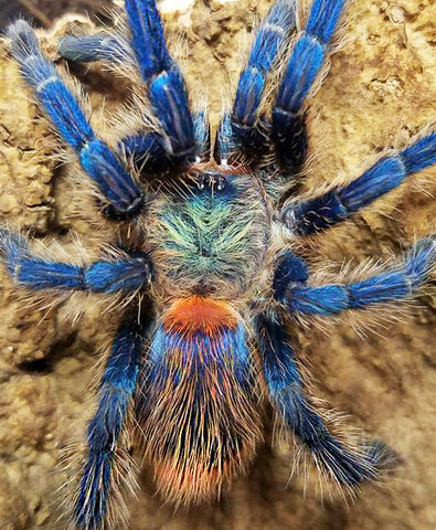 baby blue tarantula