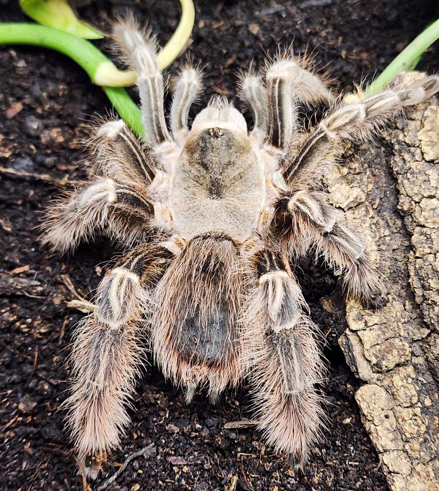 Eupalaestrus larae *RARE* very nearly 1" - 1 1/4" *** IN STORE ONLY DUE TO PREMOLT 7/7 ***