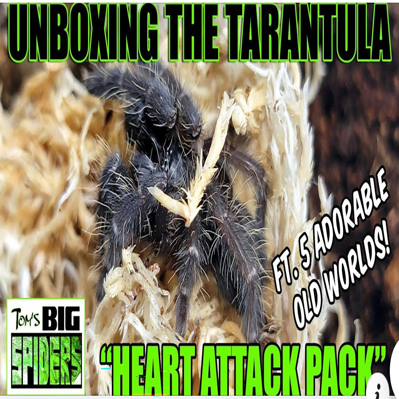 Heart Attack Pack! Cyriopagopus minax (Thailand Black) 3/4", Cyriopagopus sp. hati hati (Sulawesi Violet) 1 1/4", Cyriopagopus longipes (Cambodian Earth Tiger) 3/4", Phormingochilus sp. Akcaya 1 1/4",Stromatopelma calceatum (Featherleg Baboon) 3/4"